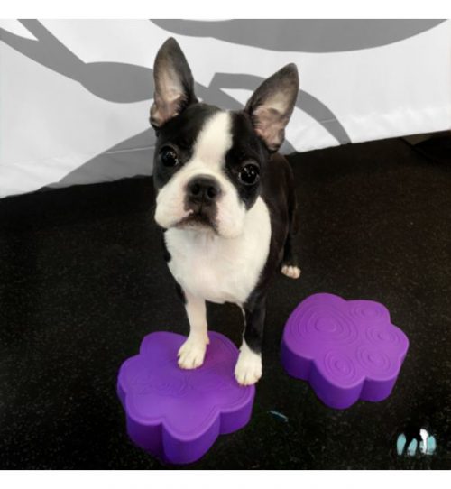 การใช้ TOY PAW DISC ฝึกสุนัขให้วางตำแหน่งเท้าเพื่อสร้างสมาธิและการทรงตัว