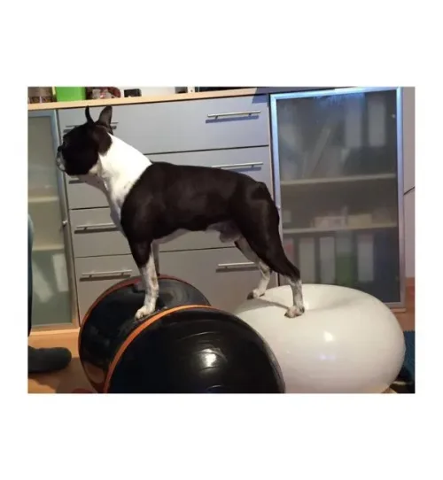 การฝึกความแข็งแรงของกล้ามเนื้อลำตัวสุนัขด้วยอุปกรณ์รูปทรงถั่ว