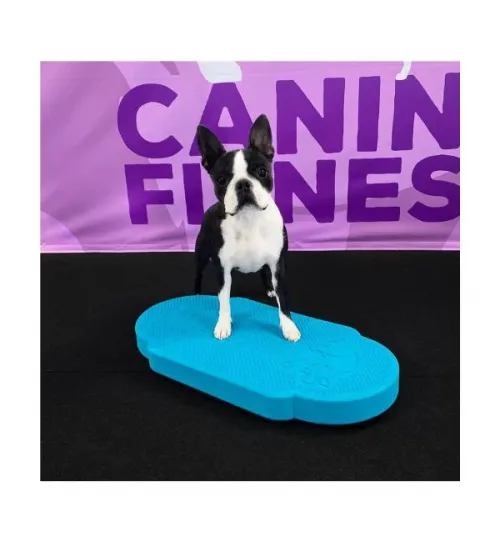 การใช้ TWIN DISC ฝึกกล้ามเนื้อขาหลังและสะโพกในสุนัข