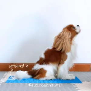 flexiness-toy-paw-disc-sensimat