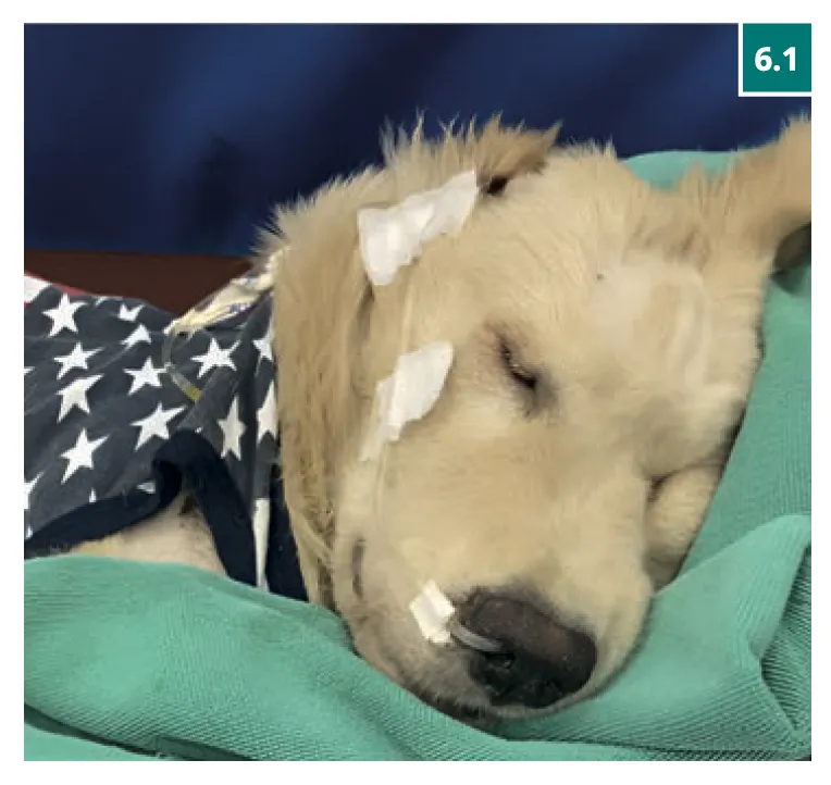 เครื่อง-PMT-QS-VET-รักษาแมว-ภาพที่ 2 เครื่อง-PMT-QS-VET-รักษาแมว-ภาพที่ 2