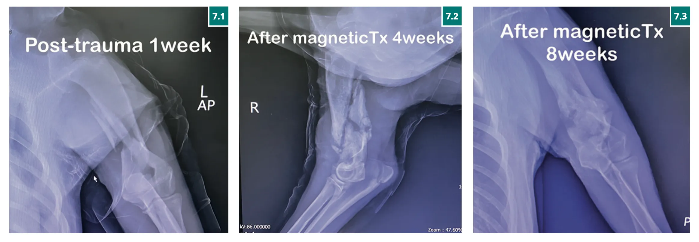 เครื่อง-PMT-QS-VET-รักษาแมว-3-Images เครื่อง-PMT-QS-VET-รักษาแมว-3-Images