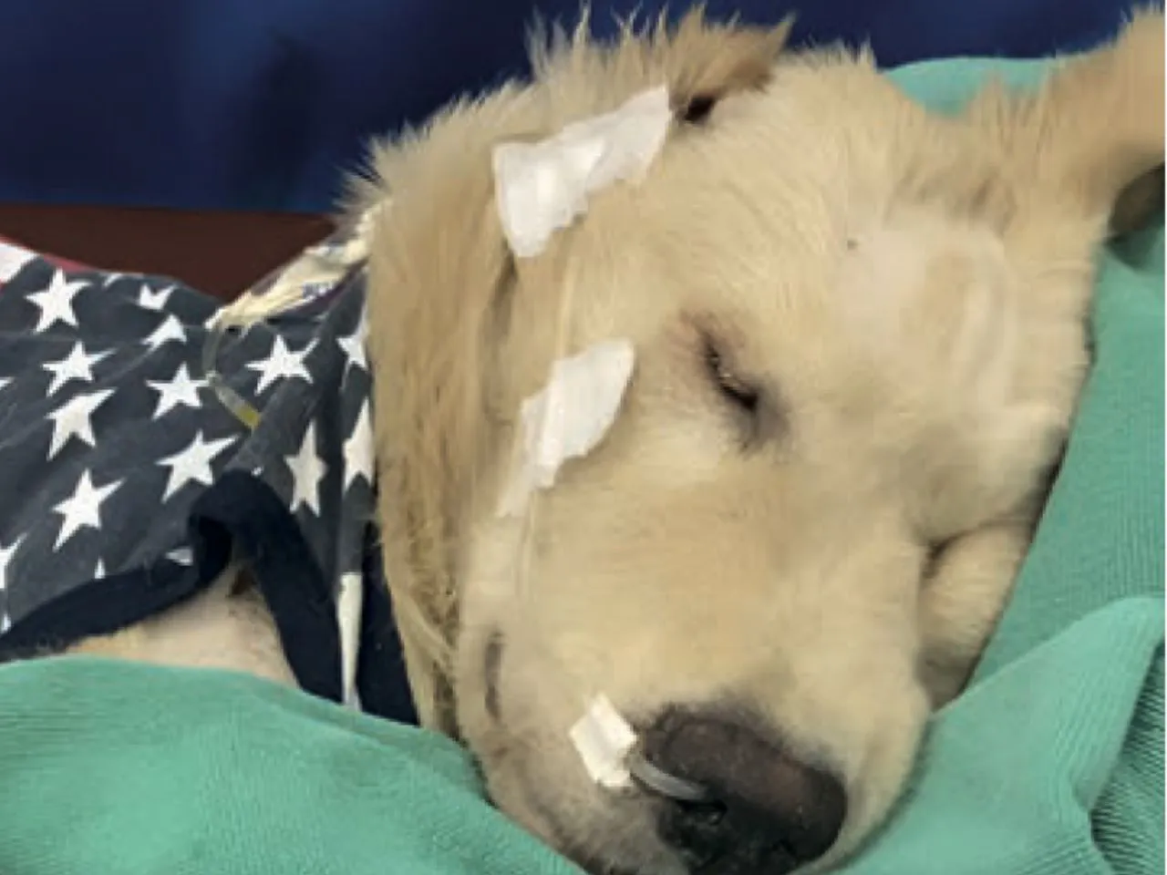 เครื่อง-PMT-QS-VET-รักษาแมว-Thumbnail