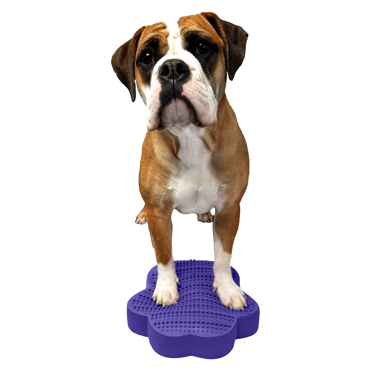 SensiPawDisc - Image 2