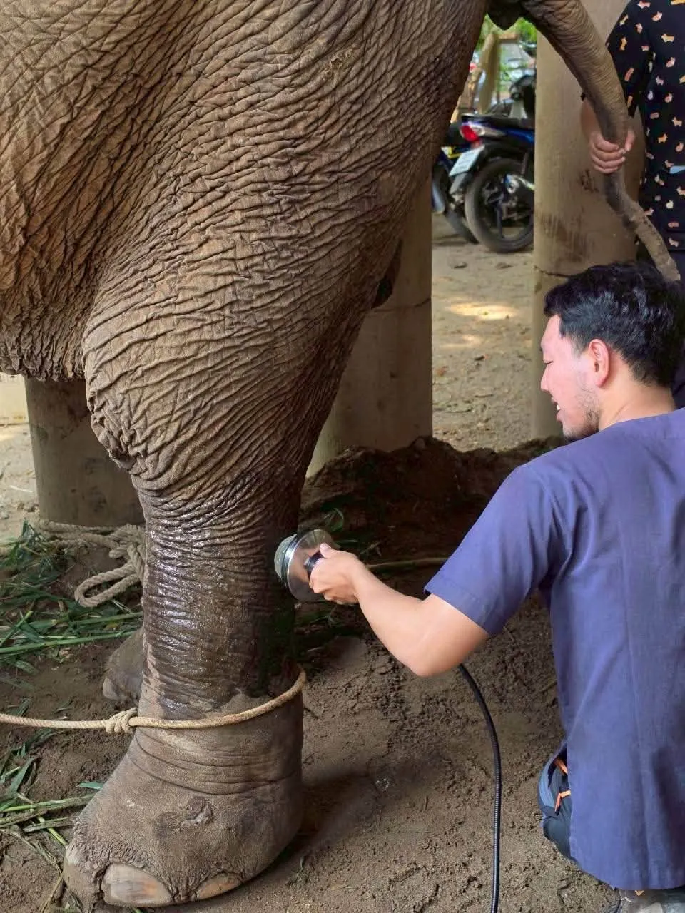 ibl-delivers-shockwave-therapy-elephant-nature-park-01