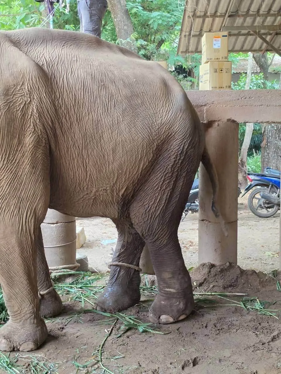 ibl-delivers-shockwave-therapy-elephant-nature-park-02